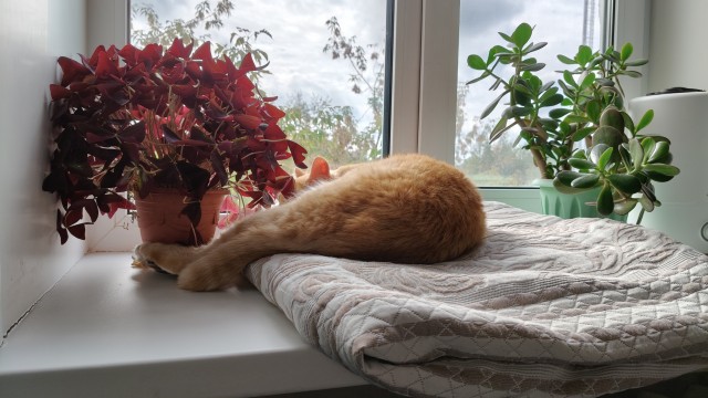 Кото вторник 2.09.2025.