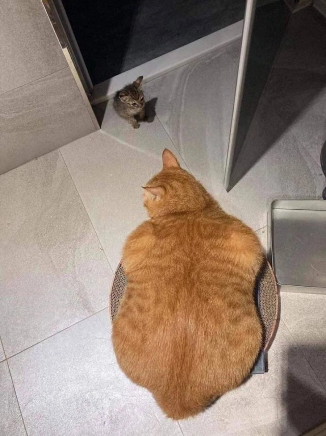 Кошаки