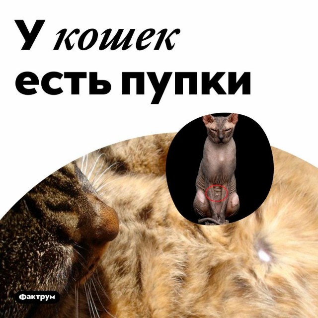 Куча мала 12