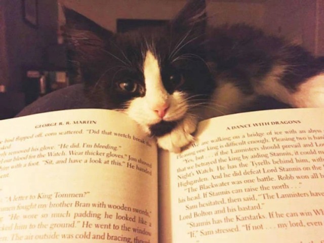 Котики тоже любят читать