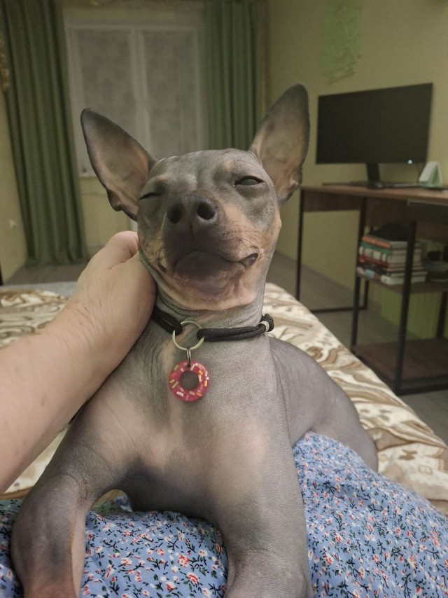 К собакочетвергу
