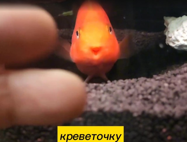 Аквариум, бездонная денежная яма, глубже дачи