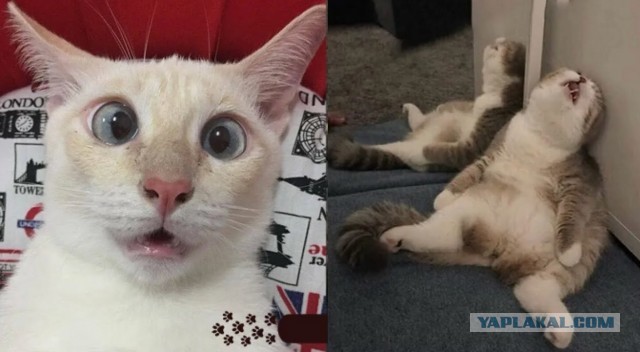 Снова наши коты