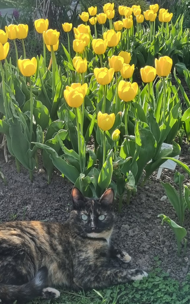 Котовторник. Зифи