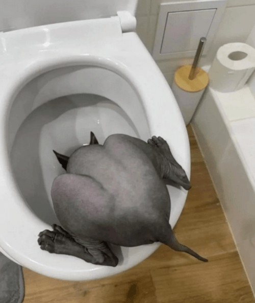 Хозяев удивляет кот, который пьёт воду исключительно из унитаза