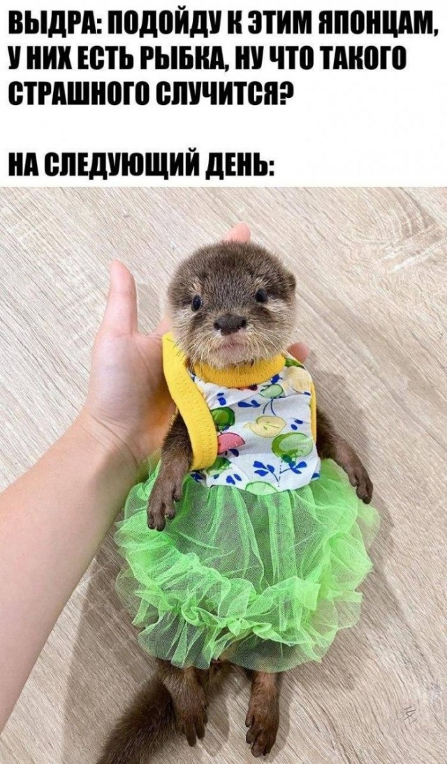 Веселые картинки в понедельник (17.08)