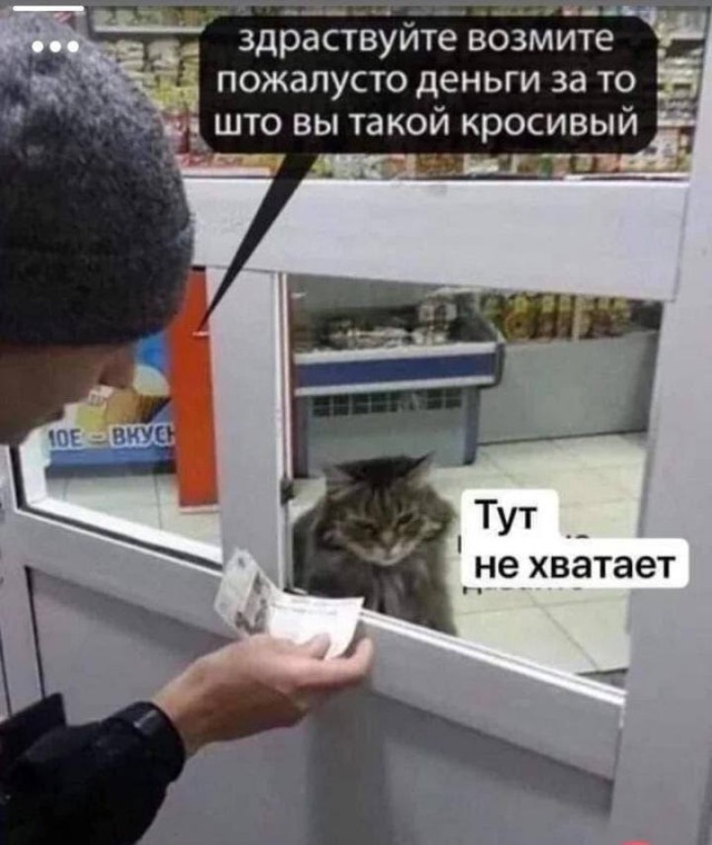 Бенгалы такие бенгалы