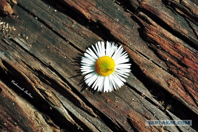 Фототехника былых времен