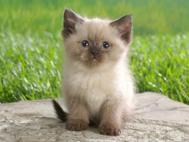 Котейка, который не знает как лежат котейки
