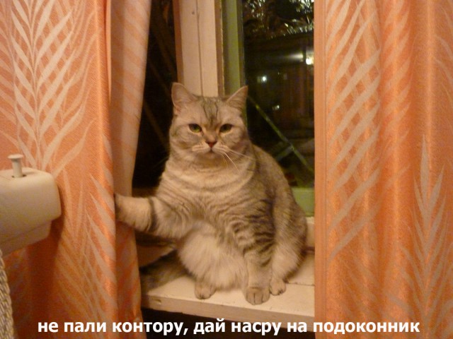 Котоподборка