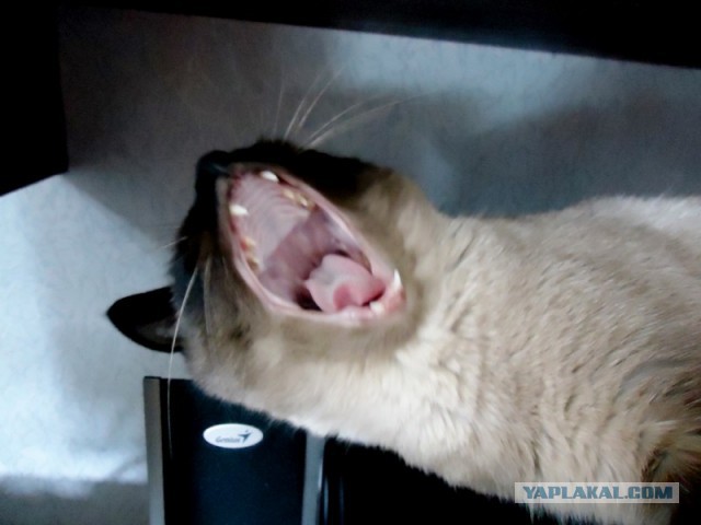 Котовторник  28.01.14