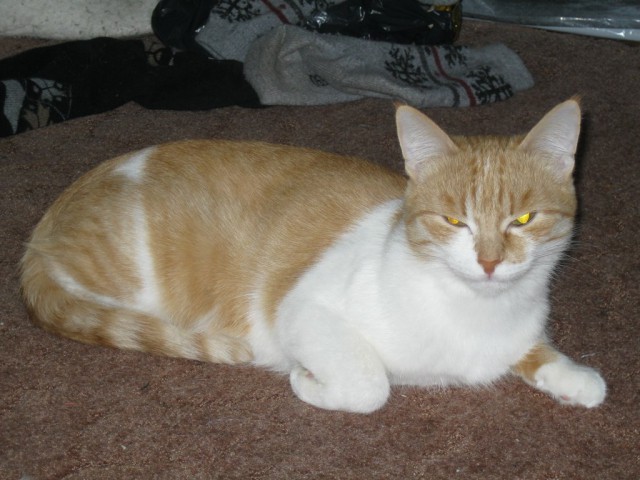 Котовторник  28.01.14