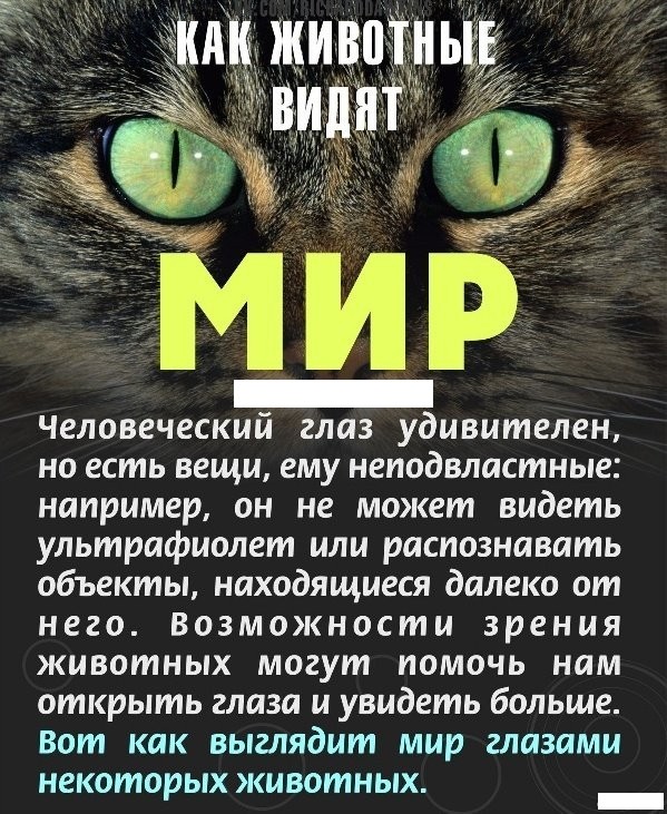 Удивительные факты о зрении у животных