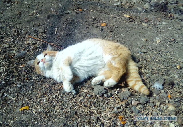 Котовторник 01.04.2014