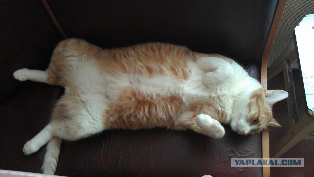 Котовторник 6.05.2014