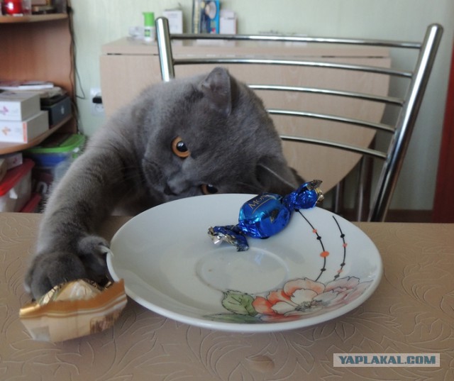 Котовторник 24.06.2014