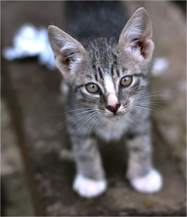 Котовторник  08.07.2014