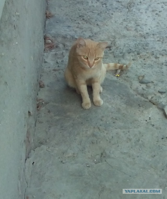 Котовторник 09.09.2014