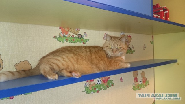 Котовторник 11.11.2014