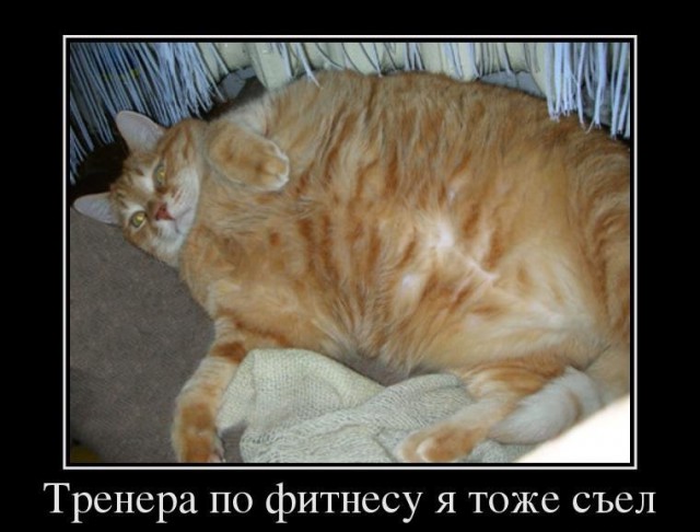 Перепись котопузов открыта=)