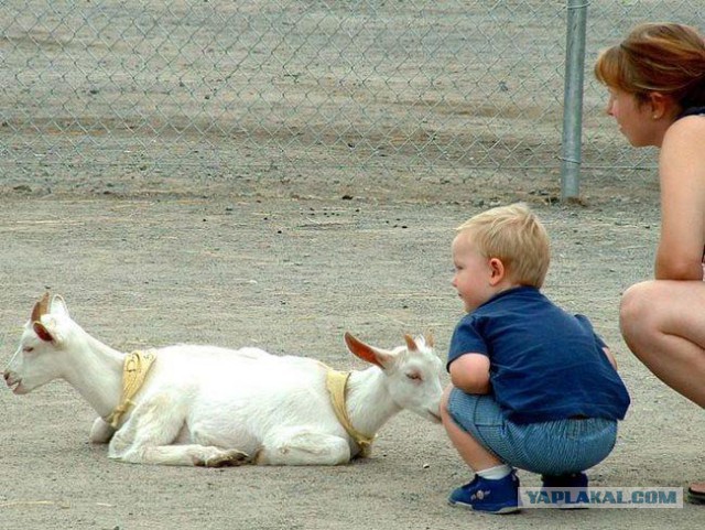 Приколы из сети