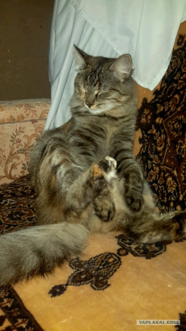 Мои розы