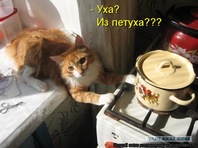 Чем ты её кормишь?,