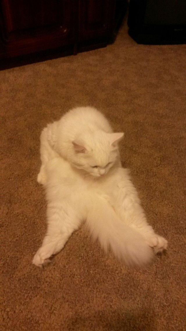 Котовторник