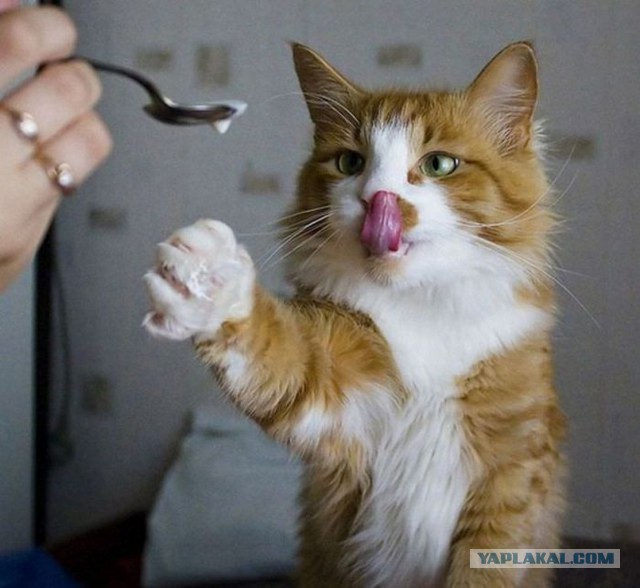 Котовторник