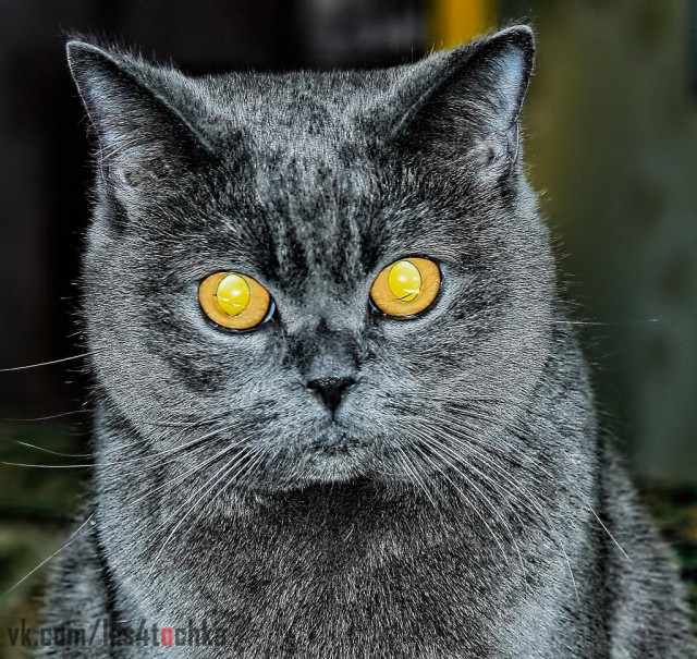 Котовторник 16.02.16