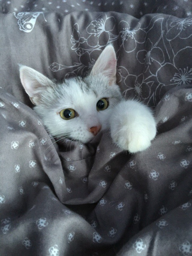 Спасение Тошки от смерти