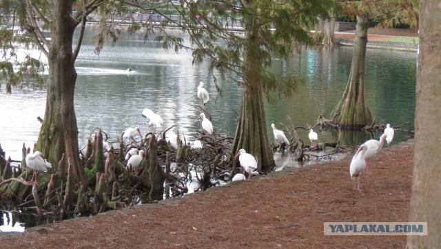 Флорида.Орландо.