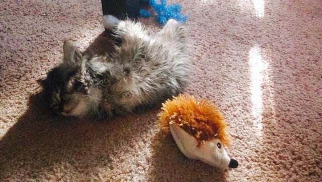 Кошка, у которой всего две лапы, спит и играет очень мило!