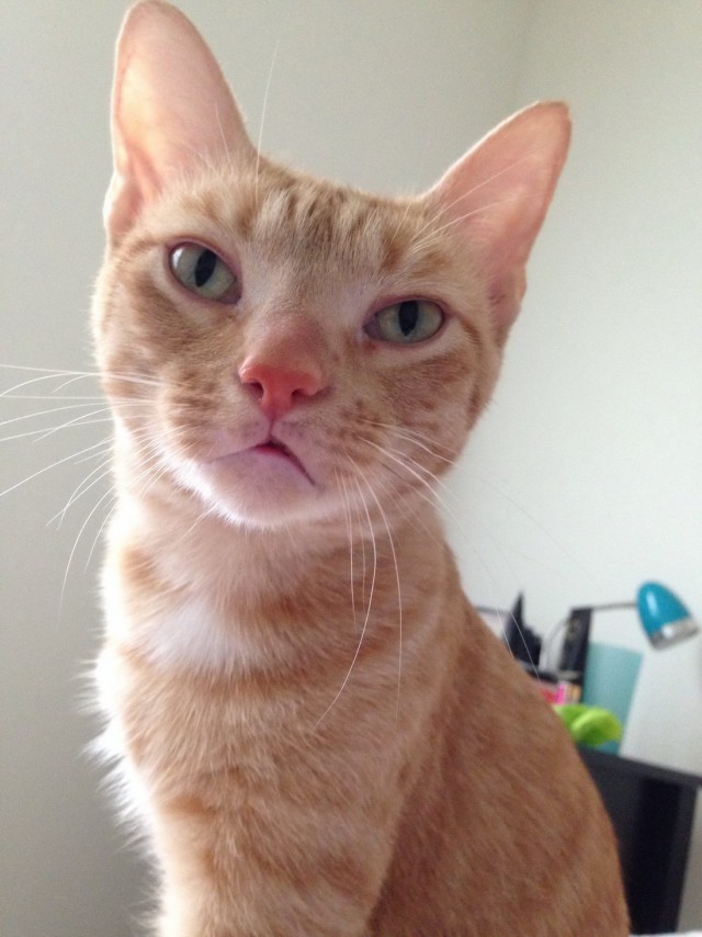 Коты и Кошки