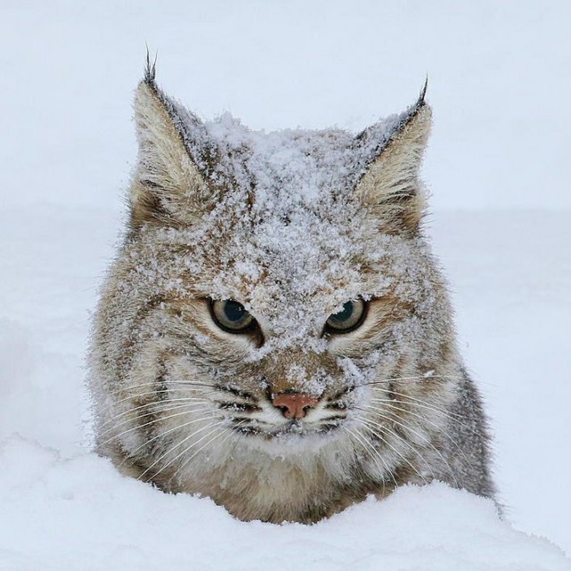 Коты и Кошки