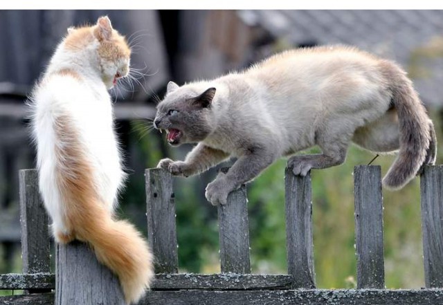 Коты и Кошки