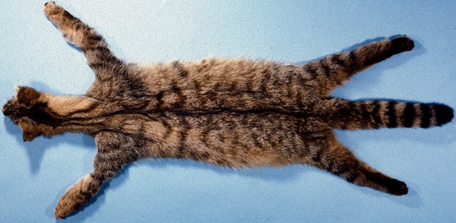 Бунт на корабле