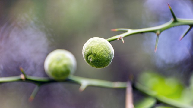 Просто Природа