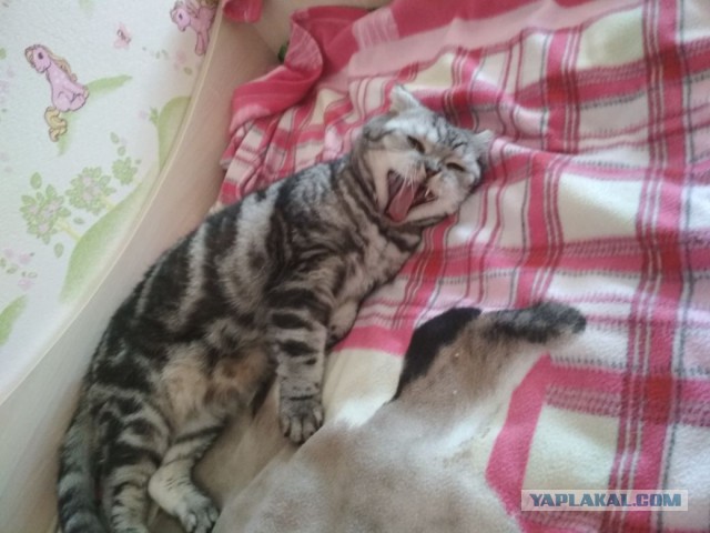Котовторник  01.05.2018