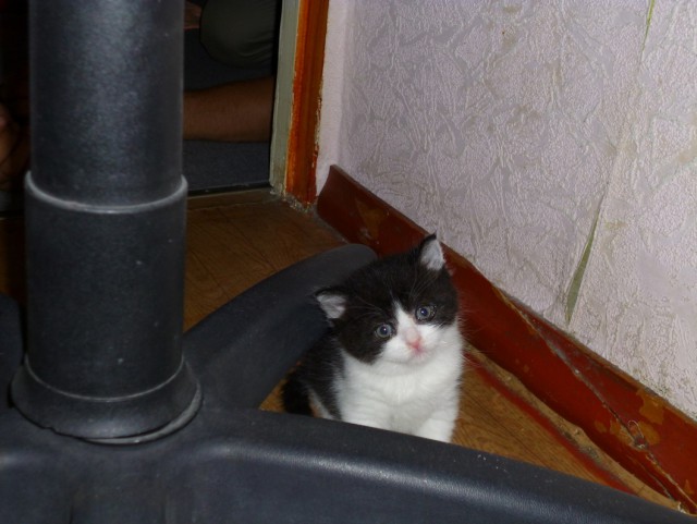 Котовторник 05.06.2018