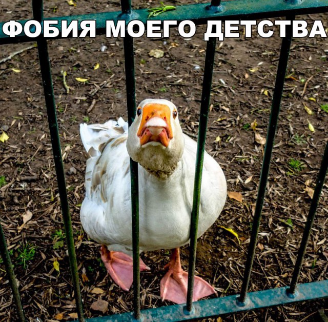Прикольные картинки обо всём