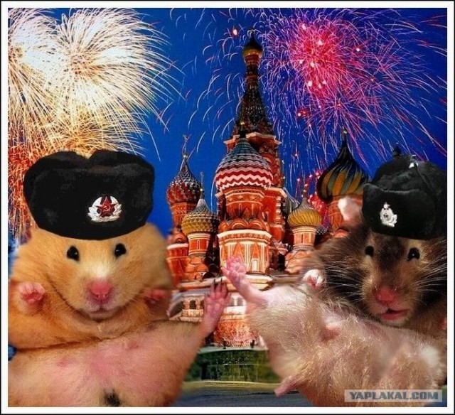 Позитивные хомяки (43 фото)