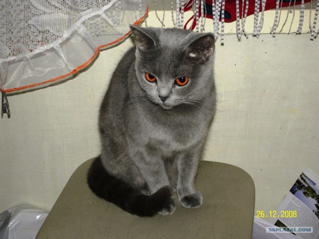 Котейкин вторник! Космический 12.04!