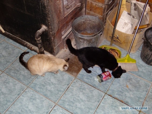 Котовторник (24. 01. 2012 )