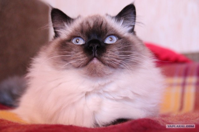 Котовторник (14.02.2012)
