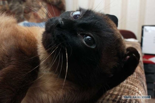 КОТОВТОРНИК (6.03.2012)