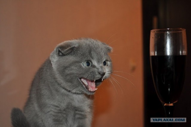 Котовторник 10.04.2012