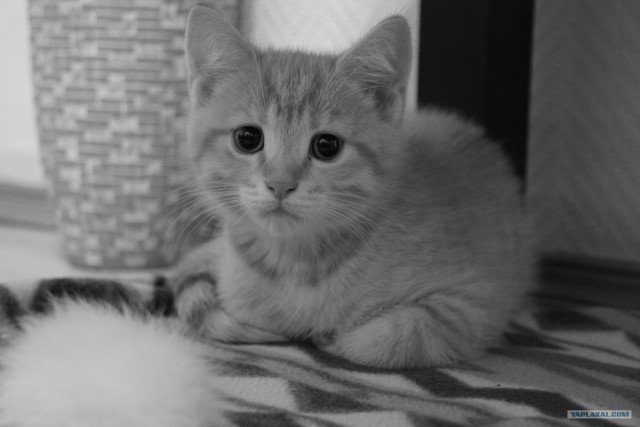 Котовторник 22.05.2012