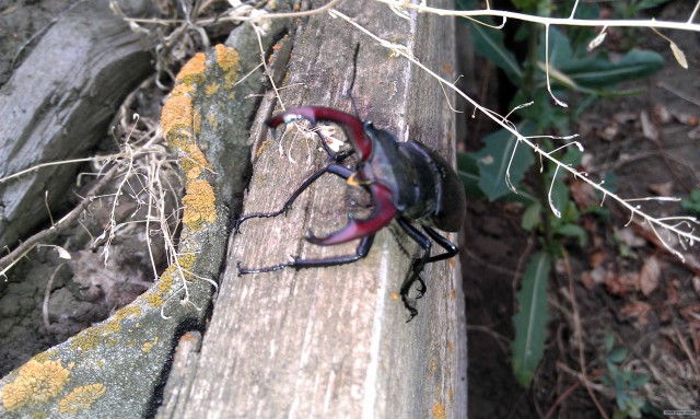 Встретил симпатичного жука