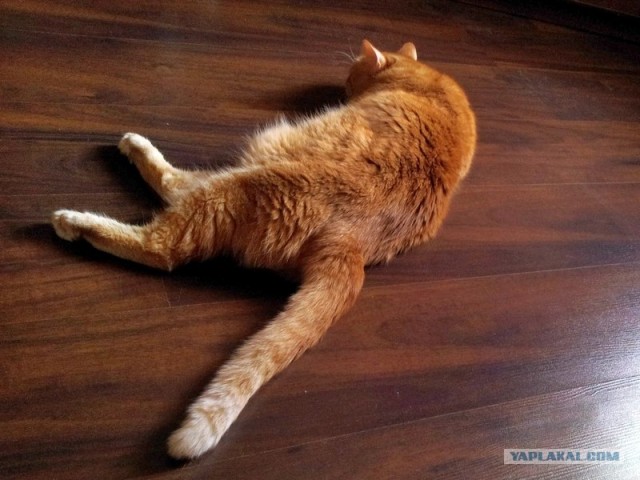 Котовторник 07.08.2012